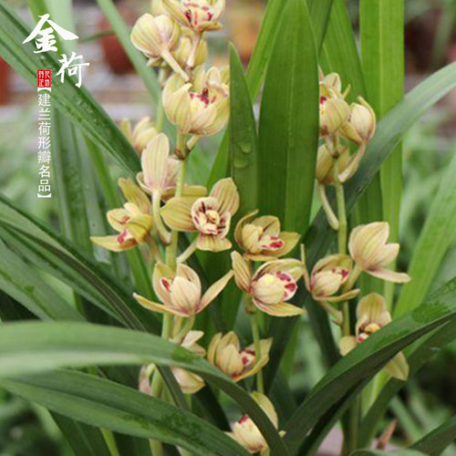 建兰金荷夏秋四季带花苞喜阴浓香