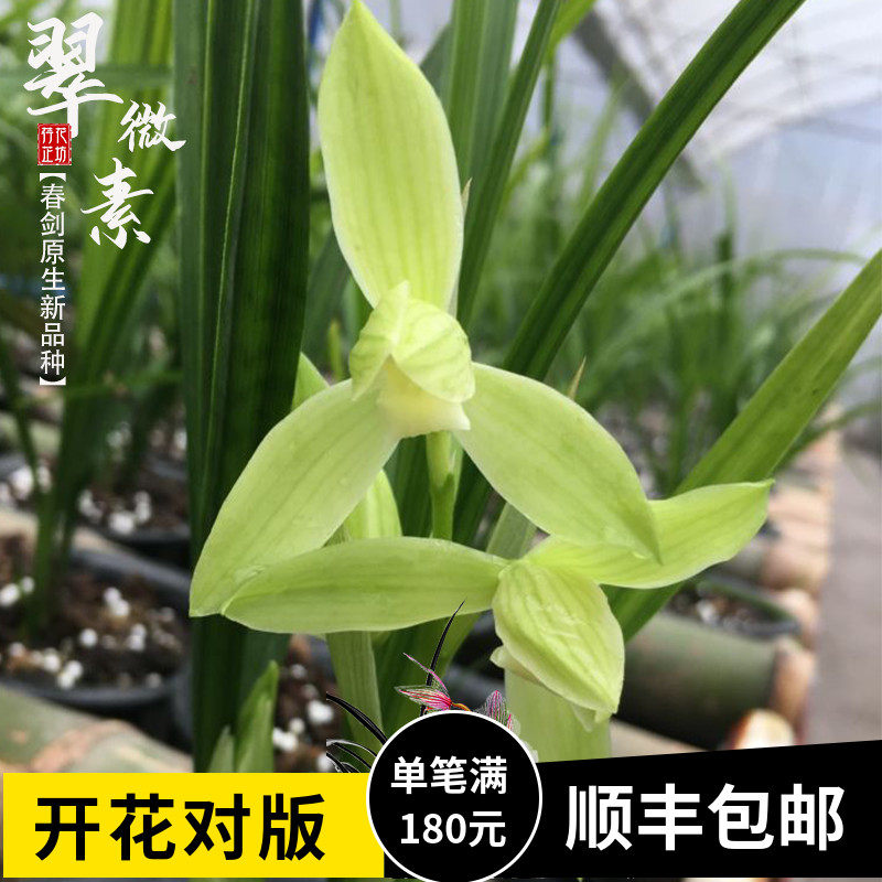 春剑翠微素北方草兰花苗浓香冬春季带花苞室内阳台花卉绿喜阴植物