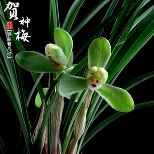 春兰老八种贺神梅冬春季 带花苞老种兰花苗草正品 喜阴花卉绿植浓香