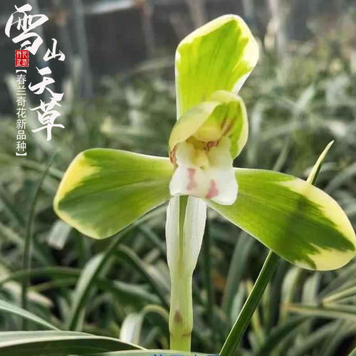 春兰雪山天草带花苞浓香原生老种