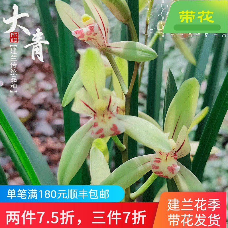 建兰大青四季夏秋季带花苞兰花苗浓香老种室内阳台喜阴花卉绿植物