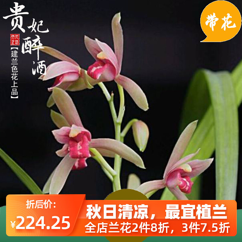 建兰贵妃醉酒夏秋带花苞四季兰花原生老种色花上品苗室内花卉幽香