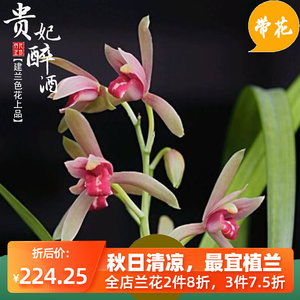 建兰贵妃醉酒夏秋带花苞四季兰花原生老种色花上品苗室内花卉幽香