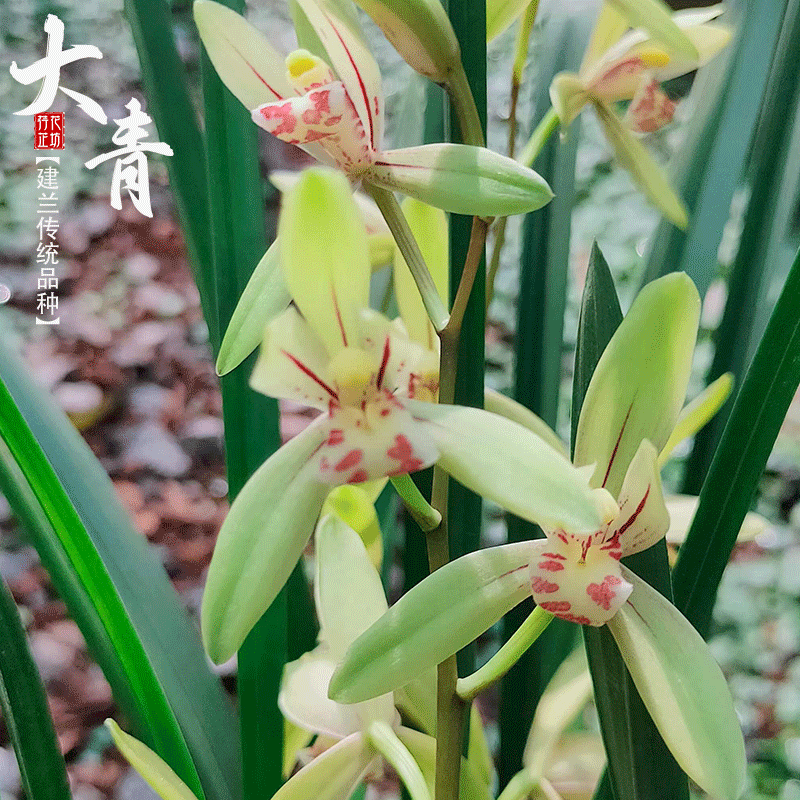 建兰大青四季夏秋季带花苞兰花苗浓香老种室内阳台喜阴花卉绿植物