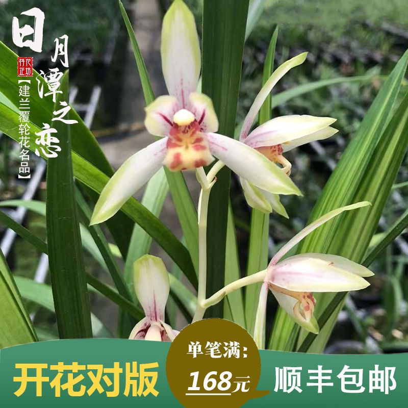 建兰日月潭之恋夏秋带花苞老种四季兰花苗室内喜阴花卉绿植物浓香