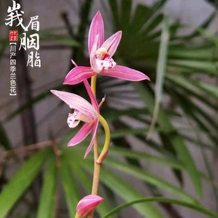 建兰峨眉胭脂夏秋四季带花苞兰花苗草室内阳台喜阴花卉绿植物浓香