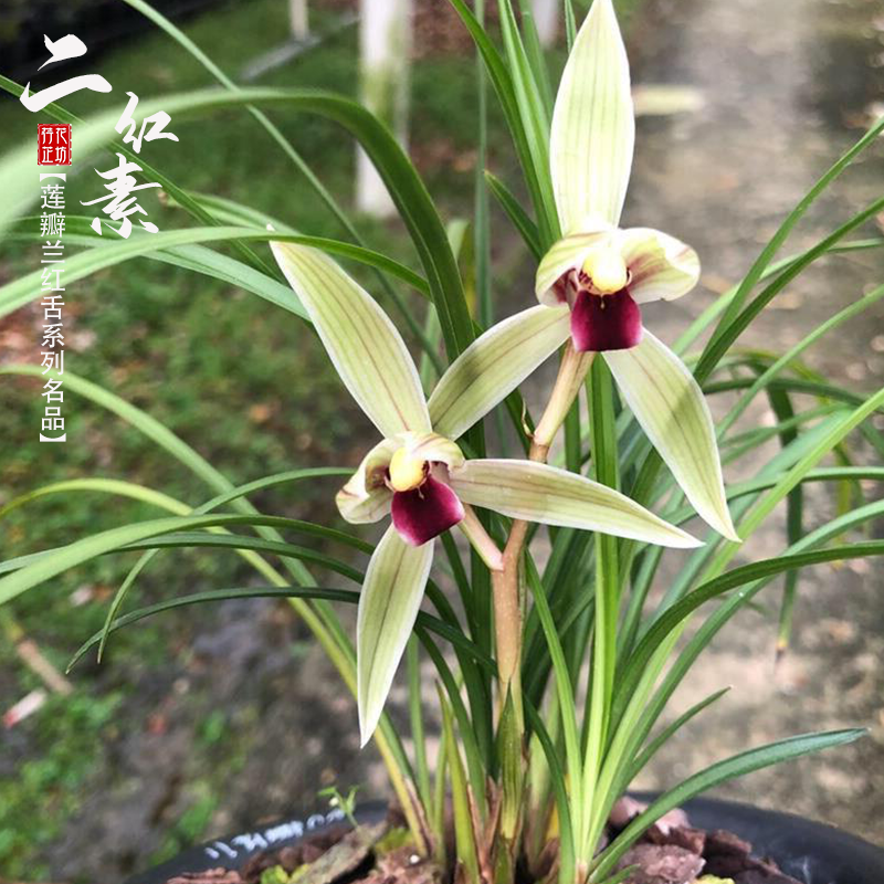 莲瓣兰二红素老品种兰花苗红素心冬春带花苞室内阳台花卉浓香绿植