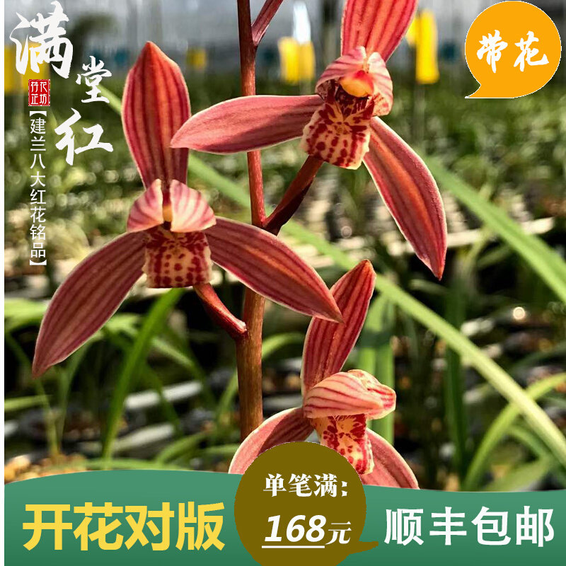 速发建兰八大红花满堂红夏带花苞老种兰花苗室内喜阴花卉绿植浓香