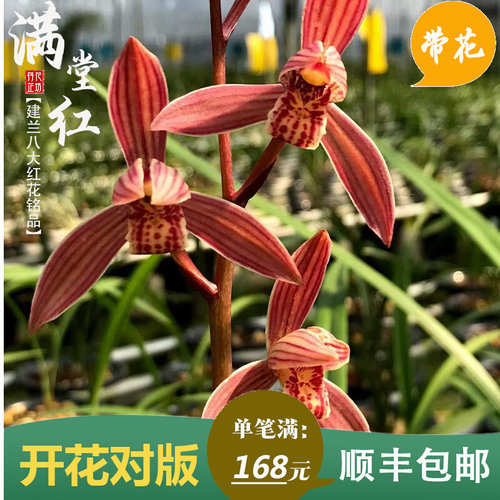 建兰八大红花满堂红夏秋季带花苞老种兰花苗室内S喜阴花卉绿植浓