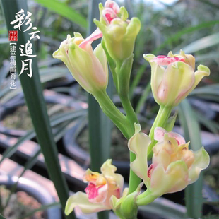 兰夏带花苞室内阳台花卉盆栽景绿植 建兰奇花彩云追月名贵品种四季