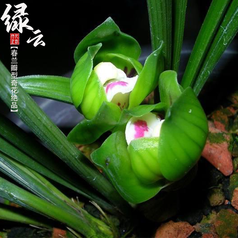 春兰皇后绿云带花苞奇花名品珍品