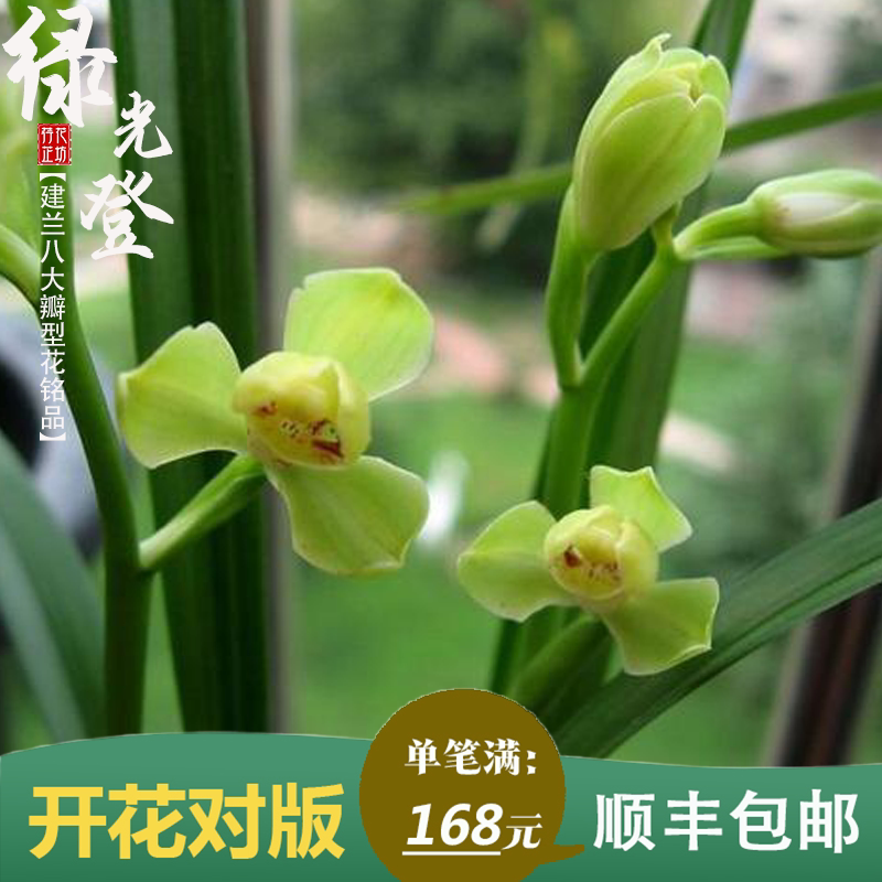 建兰八大名品绿黄光登夏秋带花苞兰花苗室内阳台花卉喜阴绿植浓香
