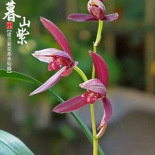 建兰八大红花暮山紫浓香名贵花苞