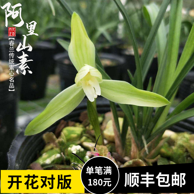 春兰老种阿里山素白雪冰心浓香型冬春带花苞室内阳台花卉绿植盆栽