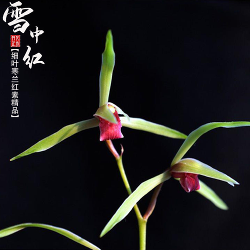 寒兰雪中红带花苞原生种浓香正品