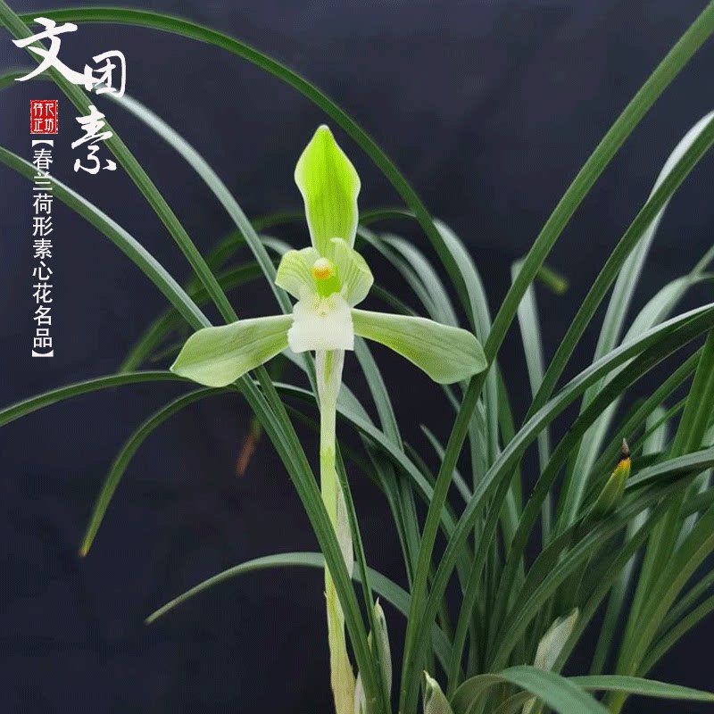 春兰文团素心冬春季带花苞老种兰花苗草室内阳台喜阴花卉绿植浓香