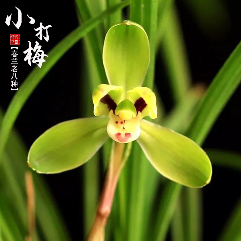 春兰老八种小打梅瓣浓香冬春带花苞兰花室内阳台花卉盆栽绿植物