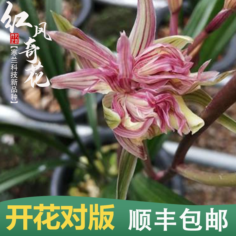 寒兰新品红凤奇花冬春季带花苞兰花苗冷香室内阳台喜阴花卉绿植物