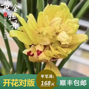 春兰黄金牡丹秋冬带花苞珍品奇花浓香名贵兰花苗室内阳台喜阴盆栽