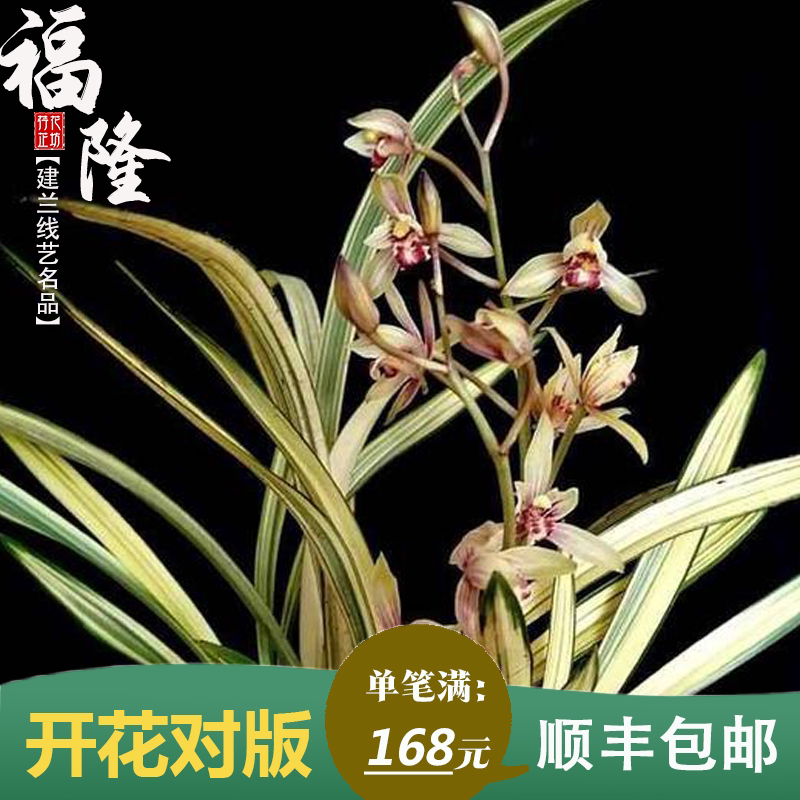 建兰福隆中透艺夏秋四季带花苞兰花苗室内阳台喜阴花卉绿植物盆栽