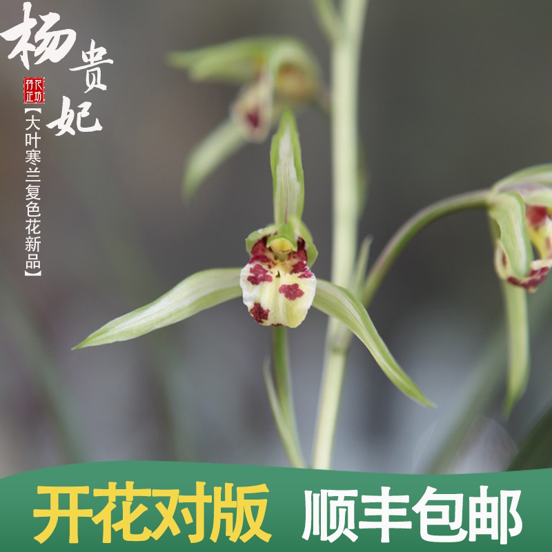 大叶寒兰杨贵妃春秋冬季带花苞名贵兰花苗草室内阳台花卉绿植浓香