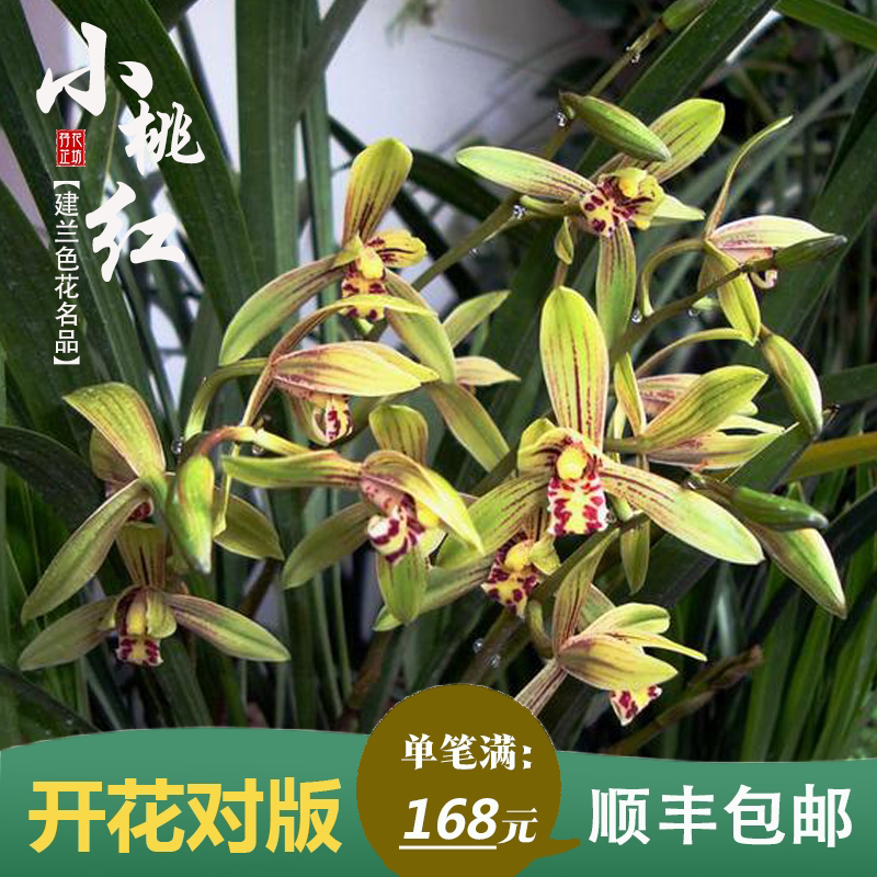 带花苞兰花小桃红四季兰夏季开花浓香室内阳台办公室花卉绿植盆栽