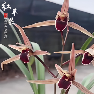 寒兰红苹果秋冬带花苞原生老种大铺舌经典寒兰浓香兰花苗阳台花卉