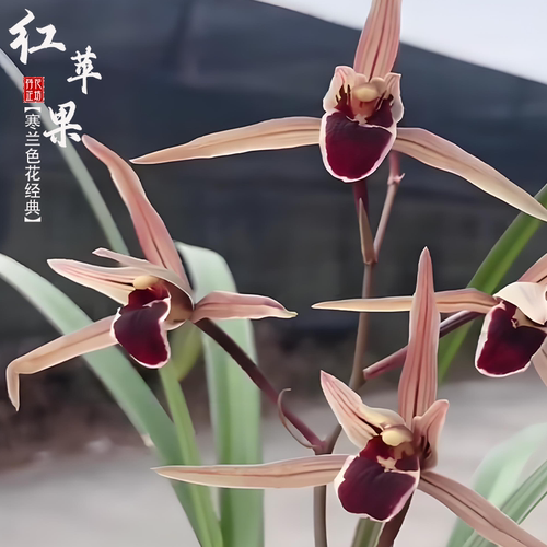 寒兰红苹果带花苞原生老种正品