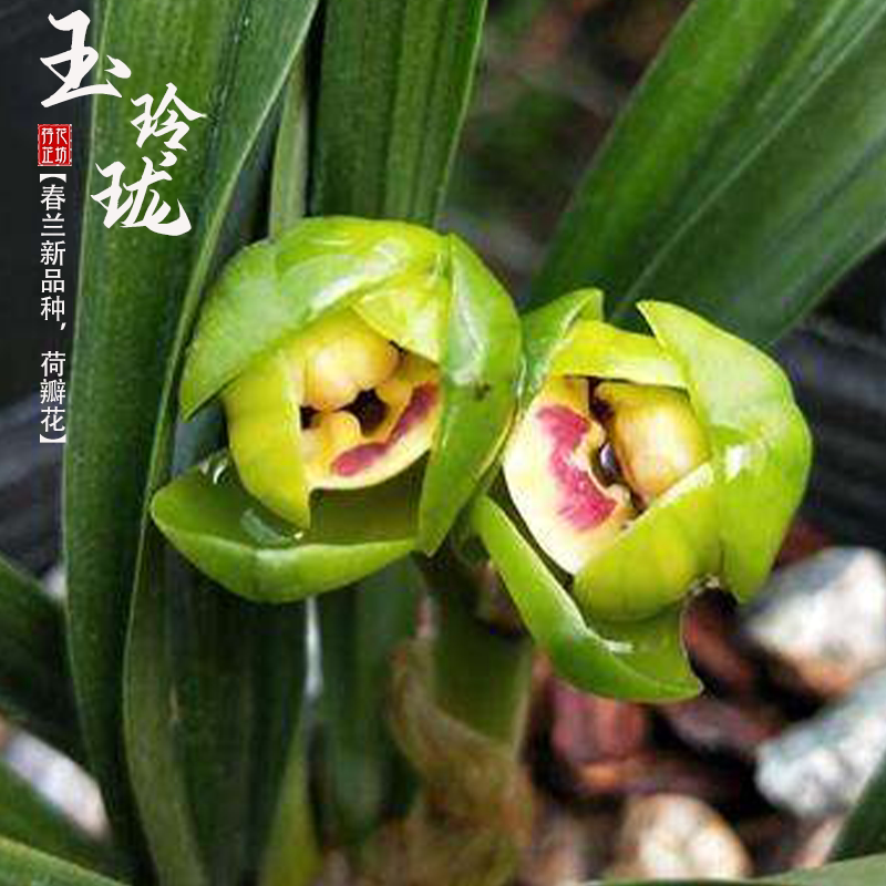 春兰玉玲珑荷瓣铭品冬春带花苞兰花苗草室内阳台喜阴花卉浓香绿植