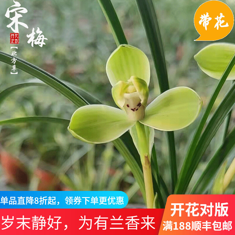 春兰老八种宋梅瓣兰花幽香冬春季带花苞室内阳台喜阴花卉盆栽绿植
