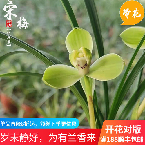 春兰老八种宋梅瓣兰花幽香冬春季带花苞室内阳台喜阴花卉盆栽绿植