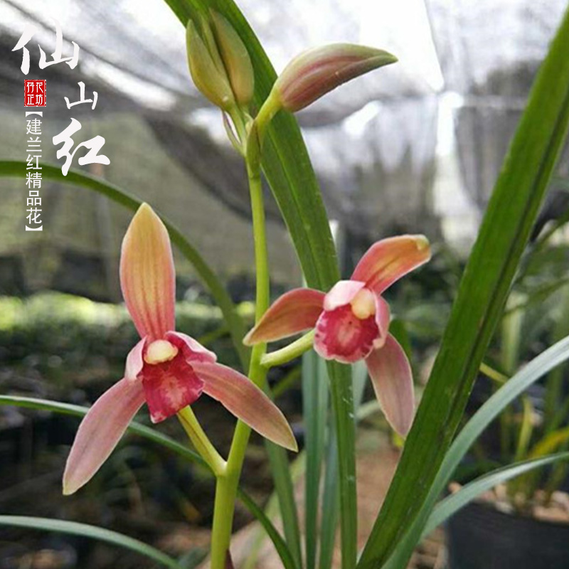 建兰八大红花仙山红夏秋带花苞香