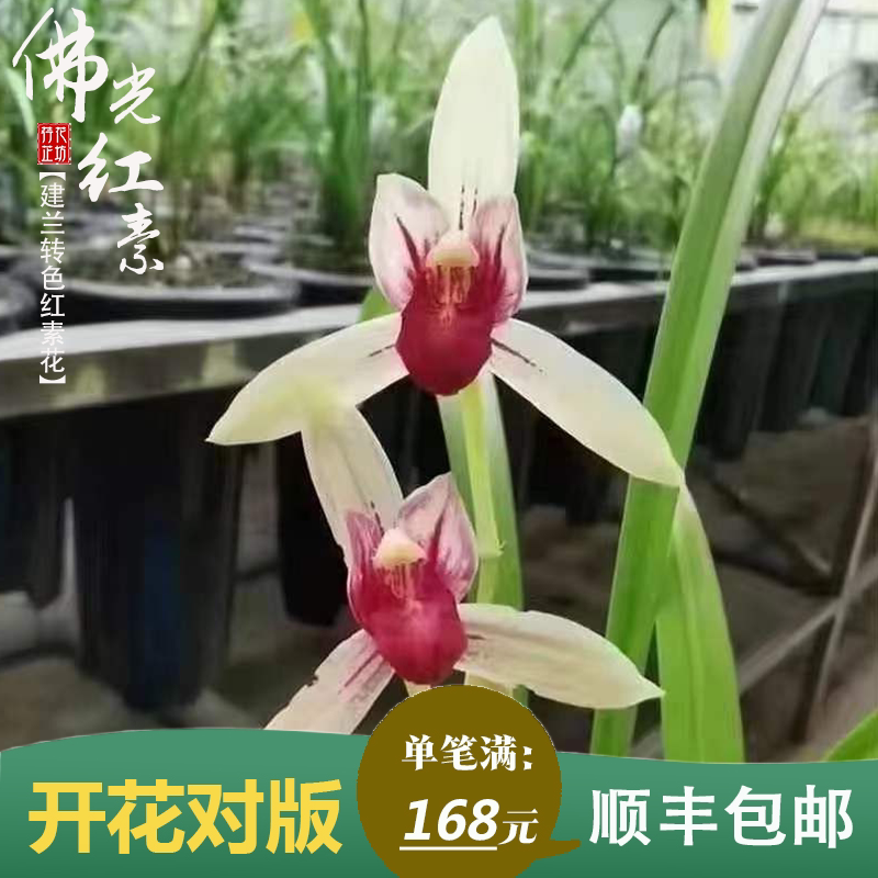 建兰佛光红素夏秋带花苞四季转色兰花苗原生老种室内喜阴花卉幽香