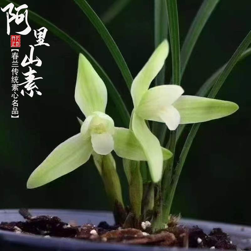 春兰老种阿里山素白雪冰心浓香型冬春带花苞室内阳台花卉绿植盆栽,鲜花速递/花卉仿真/绿植园艺,国兰/杂交兰/洋兰类,淘宝优惠券,粉丝福利购,淘宝优惠卷