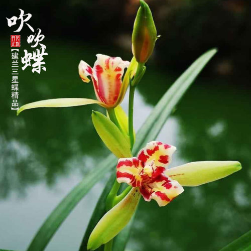 原生建兰吹吹蝶带花苞名贵品种香