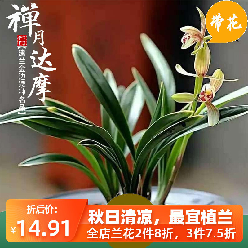 金边矮种兰花草带花苞四季建兰达摩禅月浓香室内客厅阳台花卉盆栽