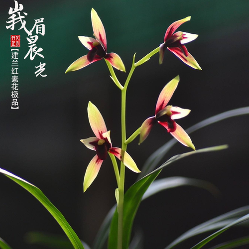 名贵建兰峨眉晨光赤诚夏秋带花苞