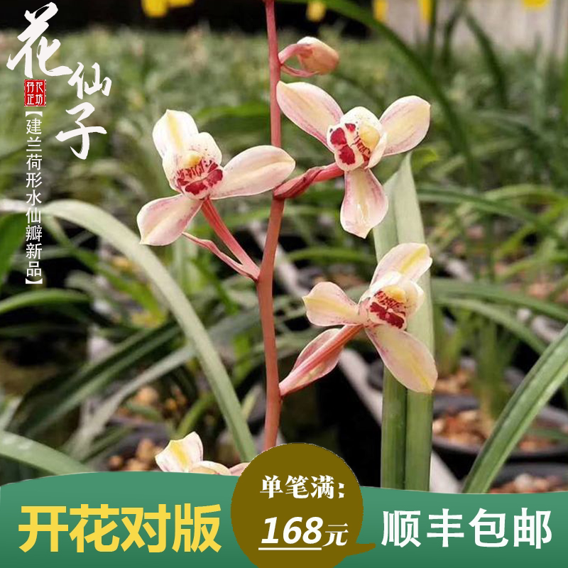 建兰新品花仙子荷塘东方夏秋季带花苞四季兰花苗室内喜阴花卉浓香