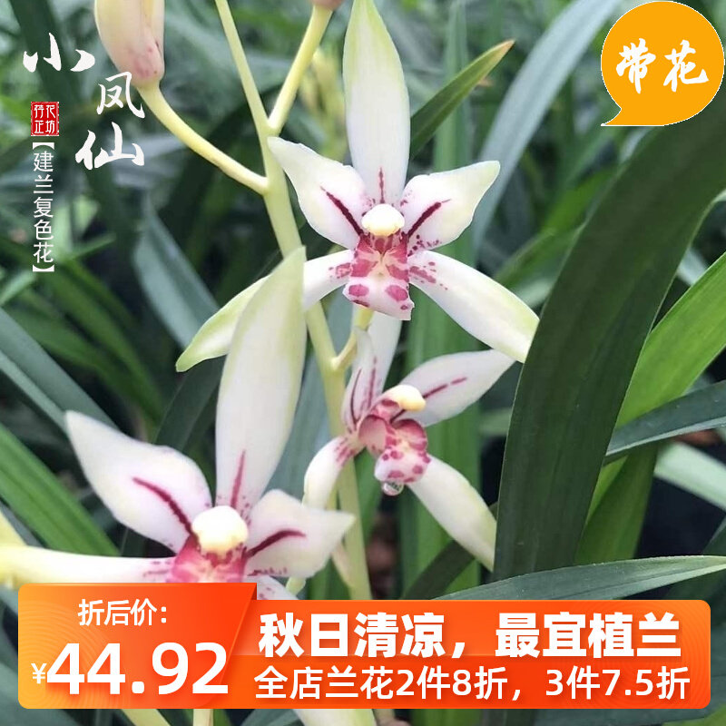 建兰小凤仙复色花夏秋季带花苞四季兰花苗室内喜阴花卉绿植浓香