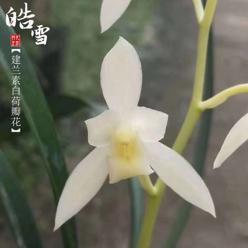 建兰皓雪素白荷瓣花夏秋季带花苞四季兰花苗室内喜阴花卉绿植浓香