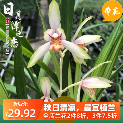 建兰日月潭c之恋夏秋带花苞老种四季兰花苗室内喜阴花卉绿植物浓