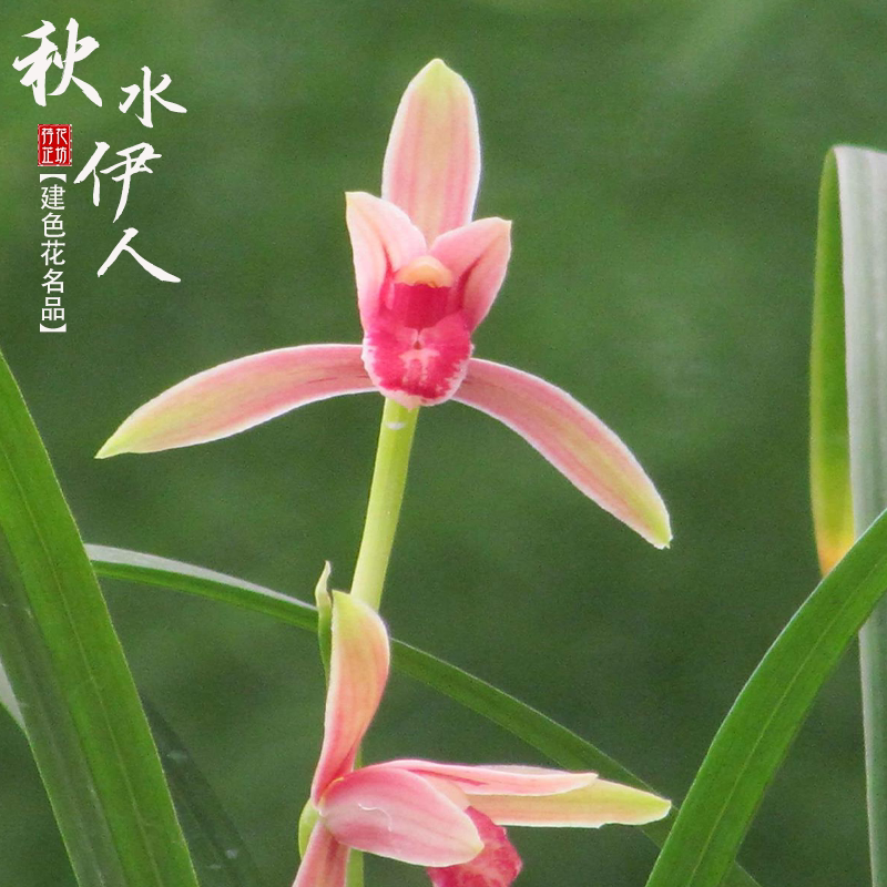 建兰秋水伊人夏秋季带花苞名贵四