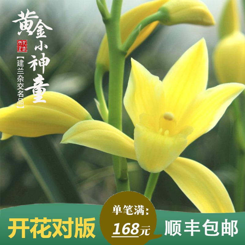 建兰黄金小神童冠正品四季苗带花苞室内阳台花卉盆栽绿植好养易活