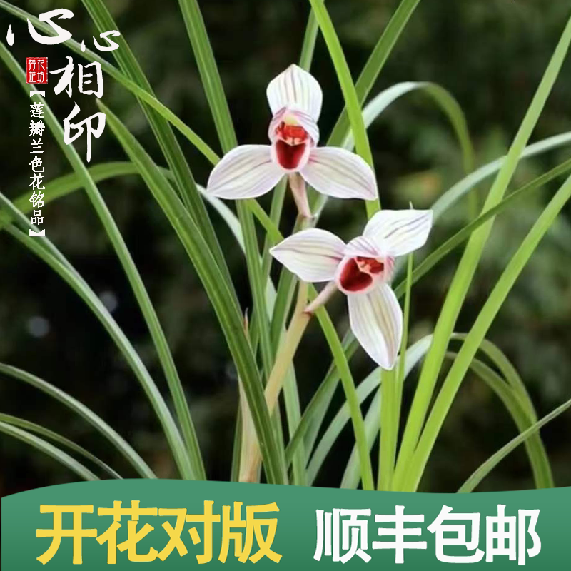 莲瓣兰心心相印秋冬带花苞原生老种兰花苗浓香喜半阴室内阳台盆栽