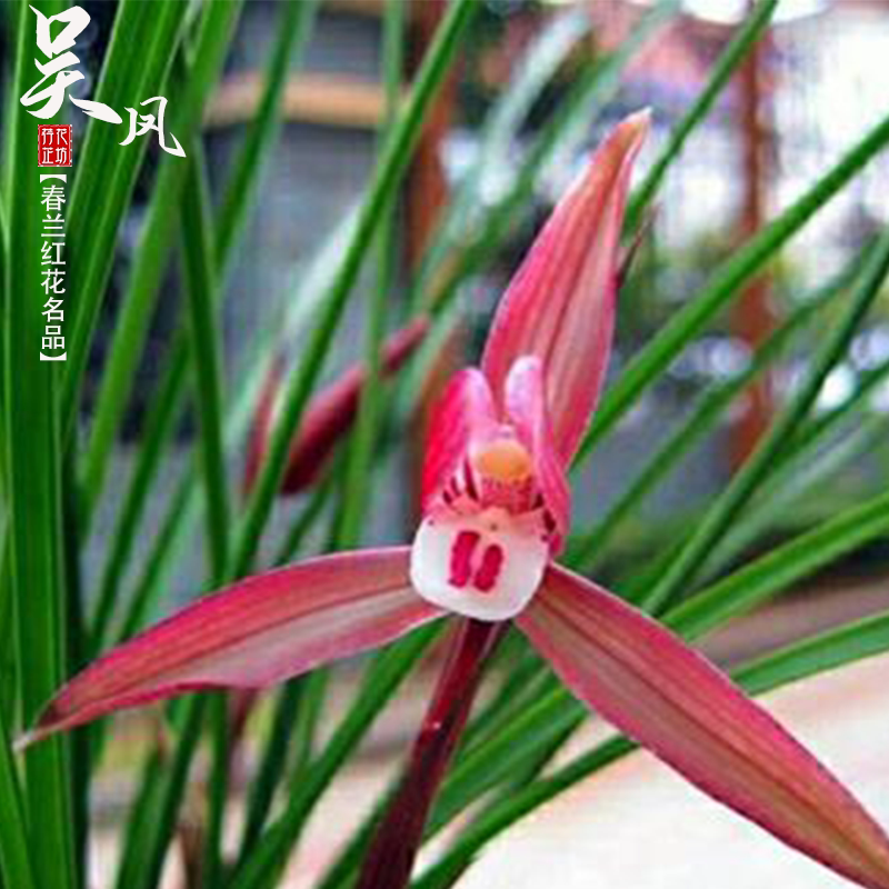 春兰吴凤红花精品兰花苗浓香冬春季带花苞室内阳台花卉绿植物盆栽