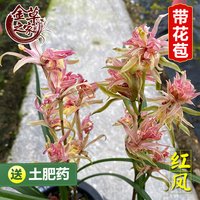 名贵兰花苗红凤寒兰铭品红奇花牡丹带花苞粉斑艺进化艺农场花卉冬