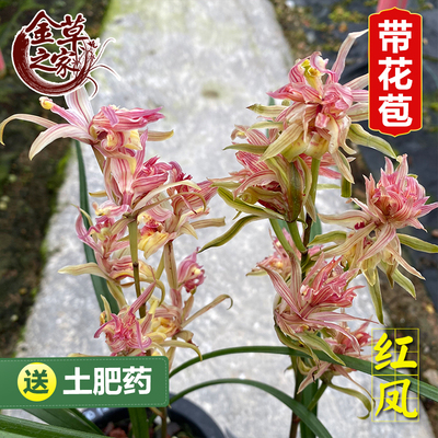 名贵兰花苗红凤寒兰铭品红奇花牡丹带花苞粉斑艺进化艺农场花卉冬