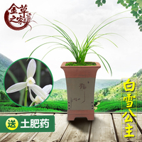 名贵兰花苗白雪公主莲瓣兰名品经典素花细叶浓香绿植花卉冬带花苞