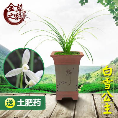 名贵兰花苗白雪公主莲瓣兰名品经典素花细叶浓香绿植花卉冬带花苞
