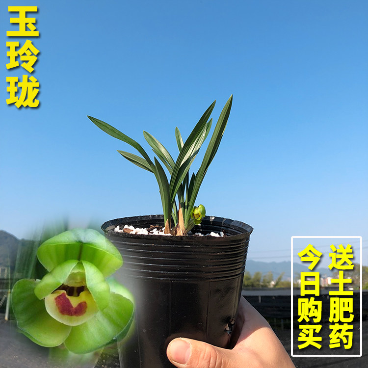 兰花苗 玉玲珑 春兰铭品矮种荷瓣浓香 春季带花苞绿植盆栽花卉